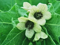 Hyoscyamus niger